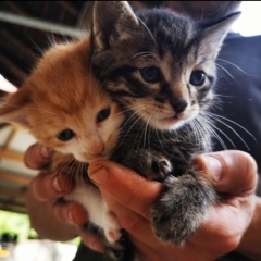 Nachwuchs bei den Katzen