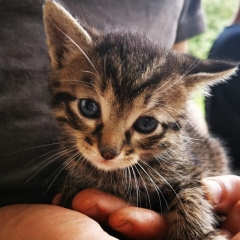 Nachwuchs bei den Katzen