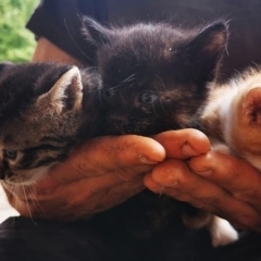 Nachwuchs bei den Katzen