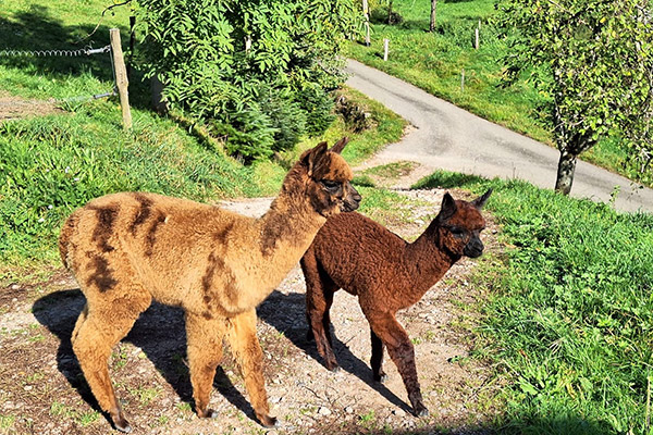Die Alpakas freuen sich auf die nächste Wanderung