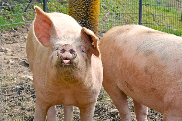 So ein freches Schweinchen
