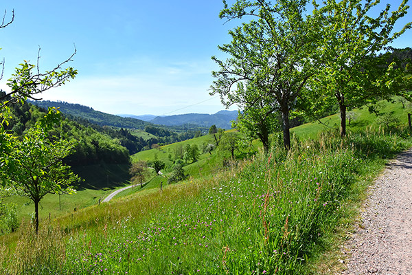 Herrlicher Ausblick auf die Schwarzwaldlandschaft