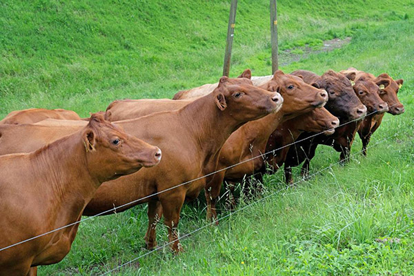 Die Angus-Rinder stehen in Reih und Glied