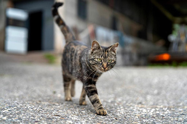 Nanni, unsere Hofkatze