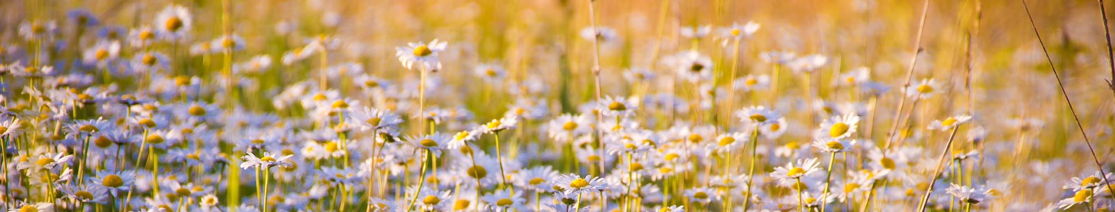 Blumenwiese
