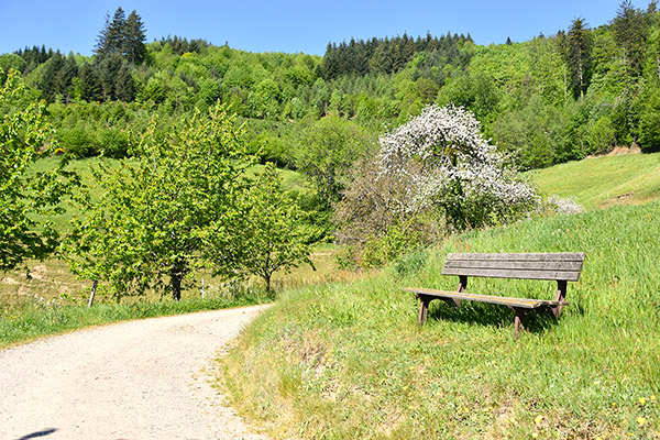 Schöne Wanderwege starten direkt bei uns am Haus
